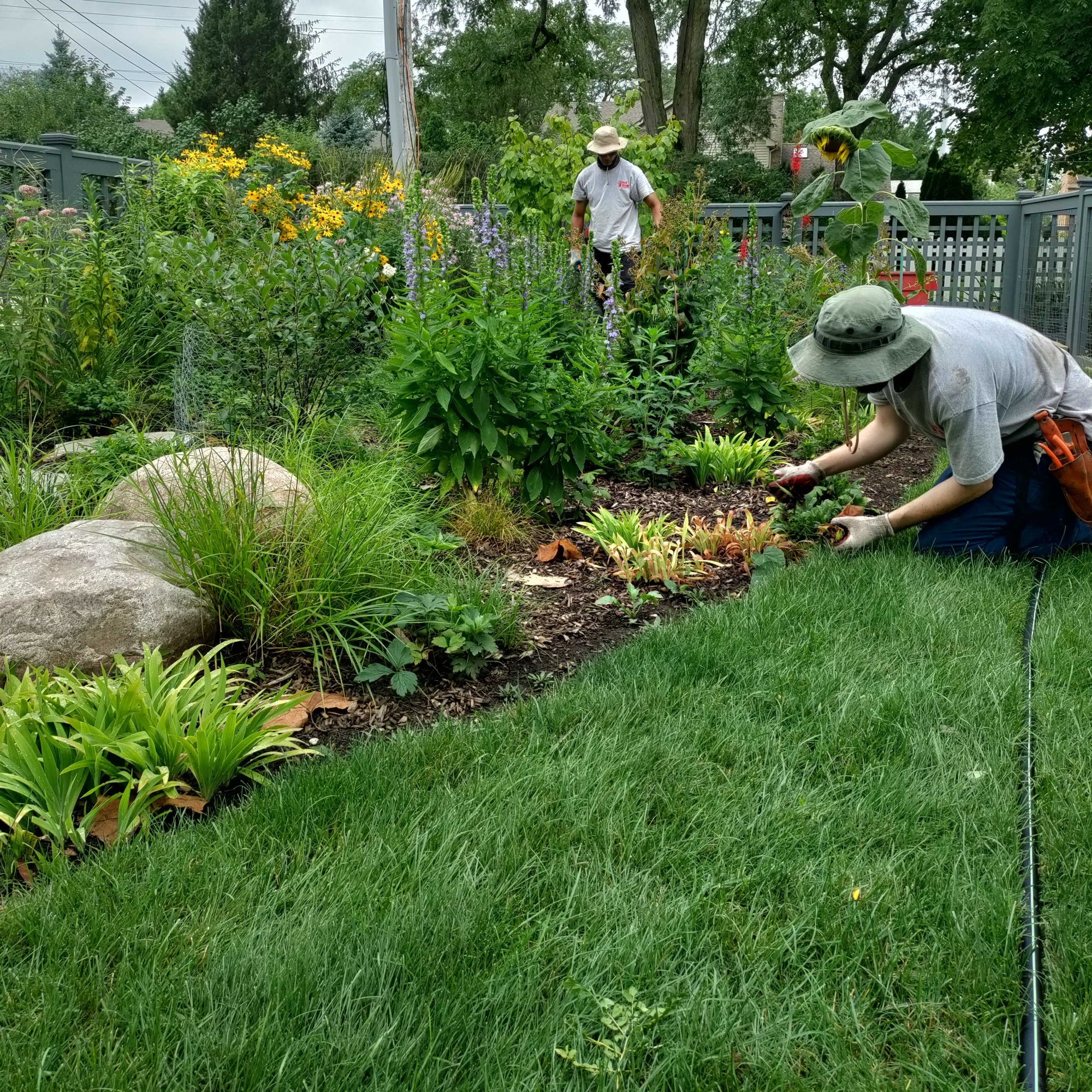 
          
            Caring for a new native garden
          
        
