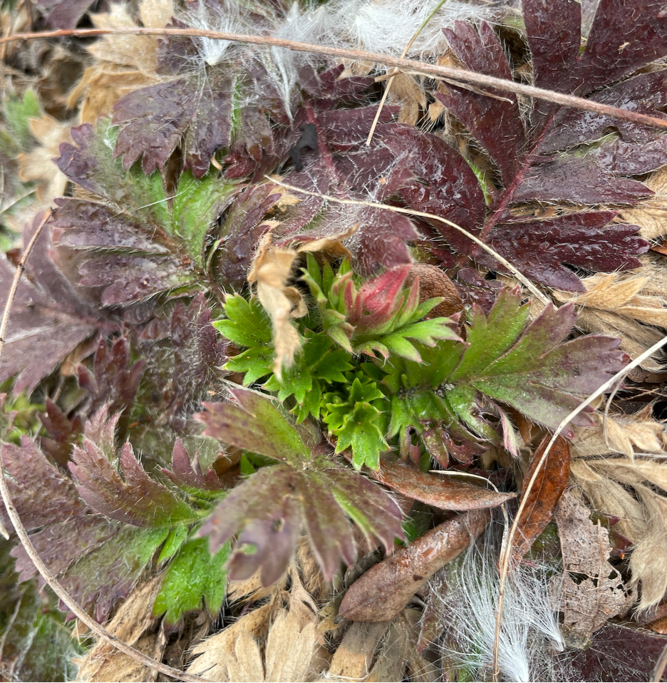 Milkweed fluff and last year’s stems on newly budding Prairie Smoke