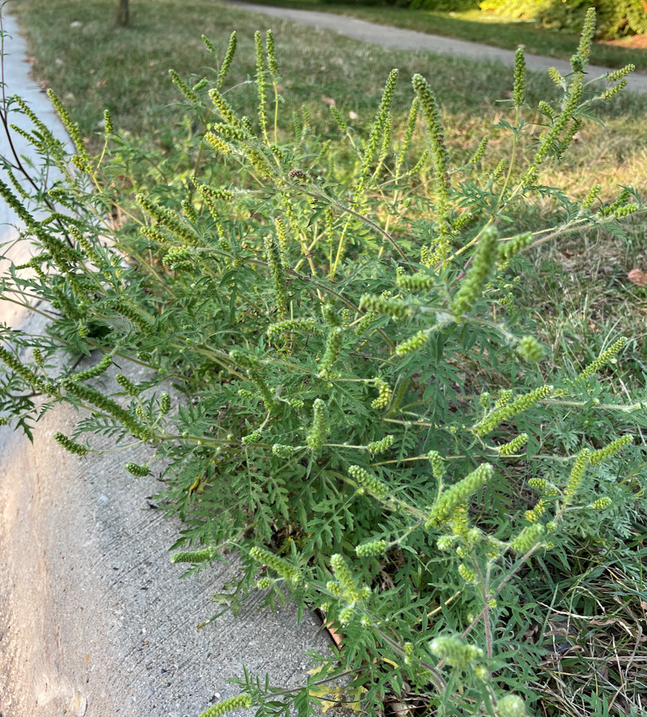 Late Summer Allergies: Goldenrod or Ragweed?