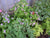 Eupatorium coelestinum-Mistflower - Red Stem Native Landscapes