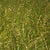 Carex normalis- Spreading Oval Sedge - Red Stem Native Landscapes