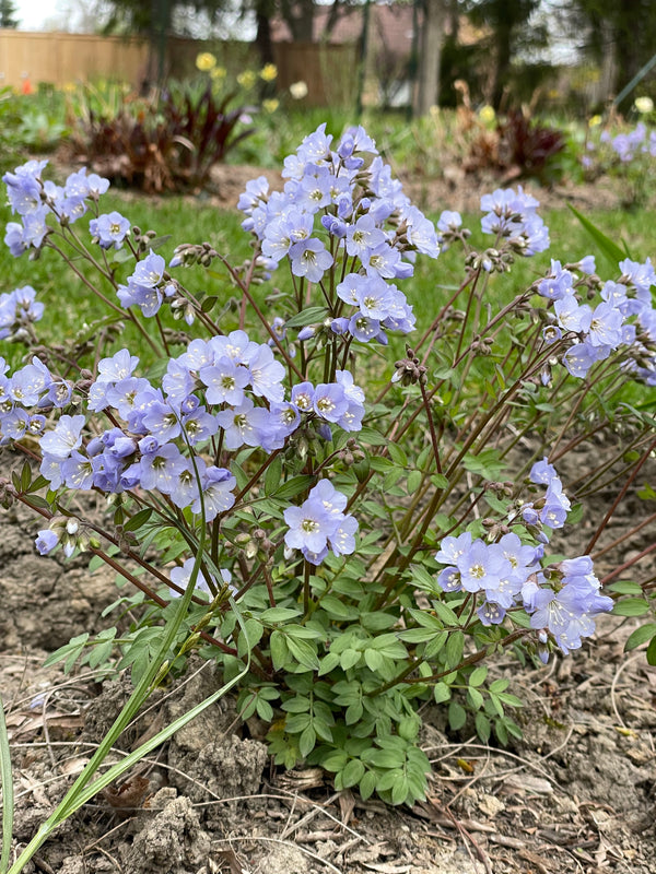 polemonium plant Polemonium reptans-Jacob's Ladder