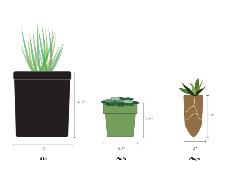 What size are the potted plant containers?