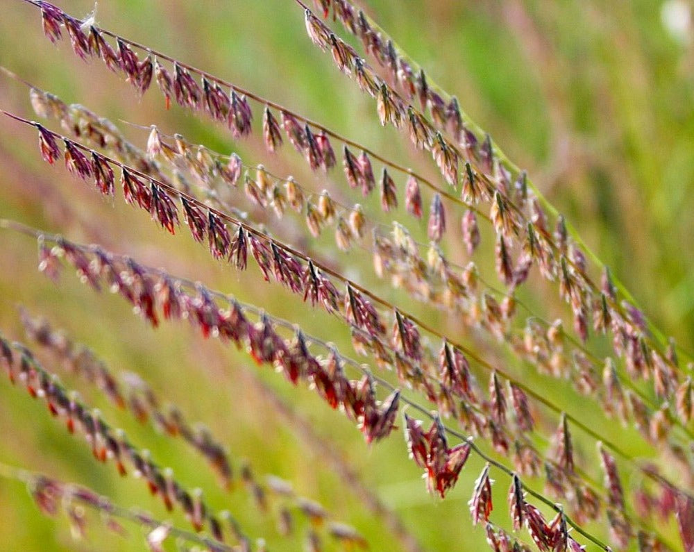 Bouteloua curtipendula- Side-oats Grama - Red Stem Native Landscapes
