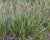 Carex pensylvanica- Common Oak Sedge - Red Stem Native Landscapes