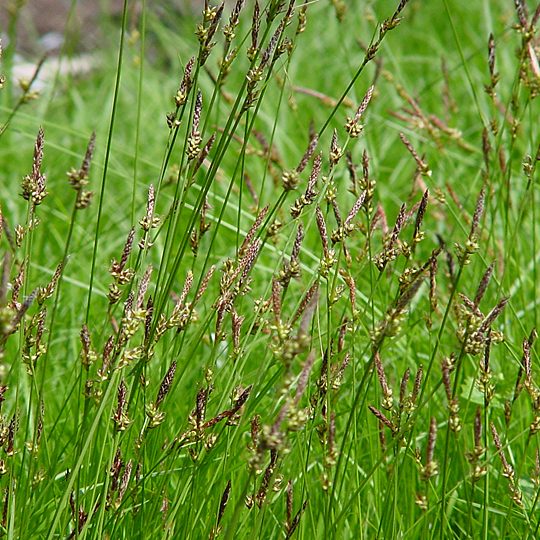 Carex pensylvanica- Common Oak Sedge - Red Stem Native Landscapes