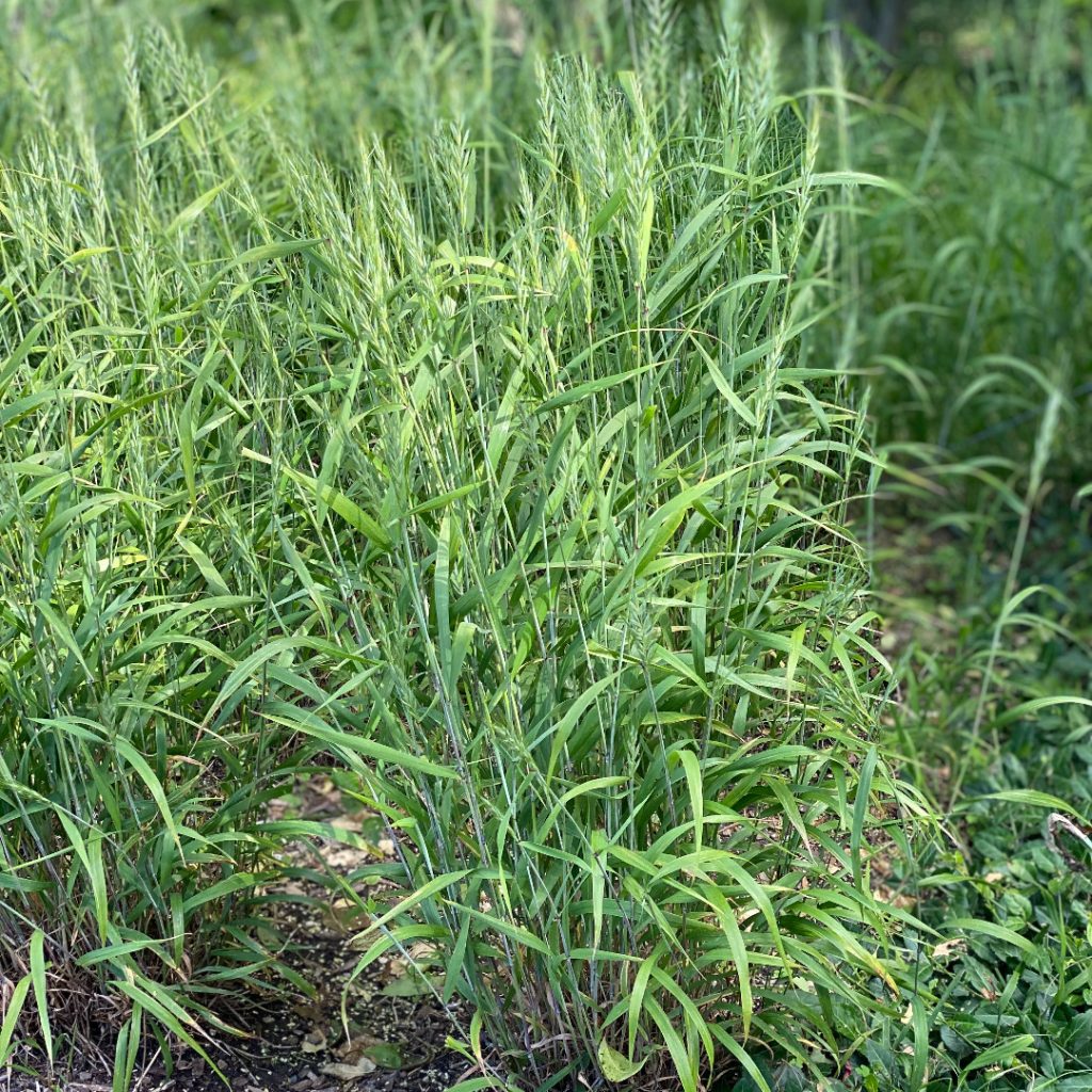 Elymus hystrix- Bottlebrush Grass - Red Stem Native Landscapes