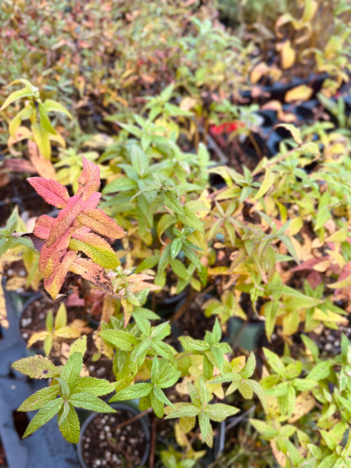Eupatorium perfoliatum-Boneset - Red Stem Native Landscapes