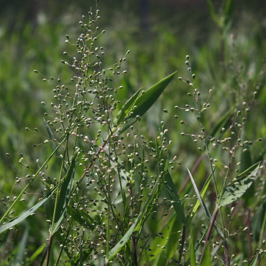 Dichanthelium leibergii- Prairie Panic Grass - Red Stem Native Landscapes