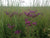 
          
            Ironweed: Strong Stem, Beautiful Blossoms
          
        
