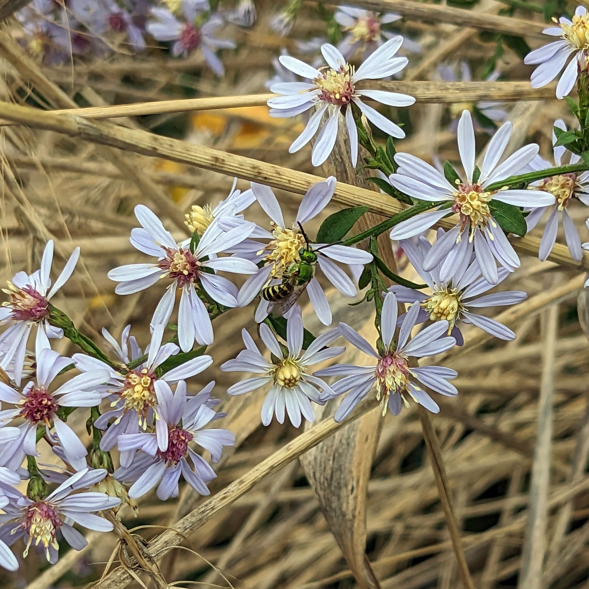 
          
            Fall-blooming Plants for Late-season Pollinators
          
        