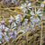 
          
            Fall-blooming Plants for Late-season Pollinators
          
        