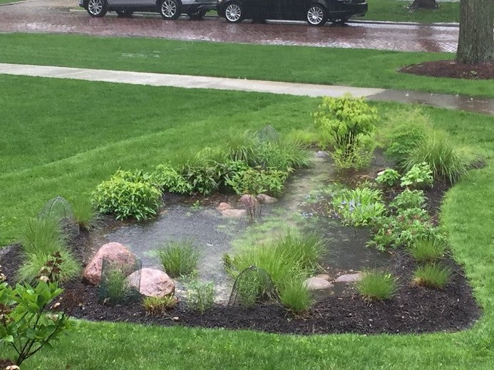 Rain gardens in action: what's the deal?