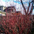 
          
            red twig dogwood without leaves
          
        