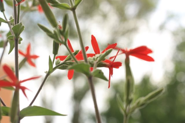 
          
            Want to See Red? Grow Royal Catchfly
          
        