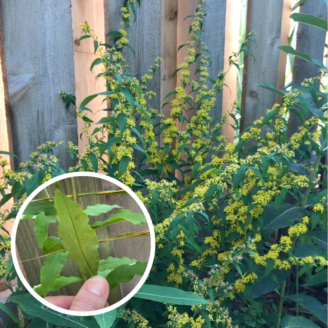 Goldenrod Root Rope Goldenrod – Great in the Garden (with some exceptions): how to tell th ...