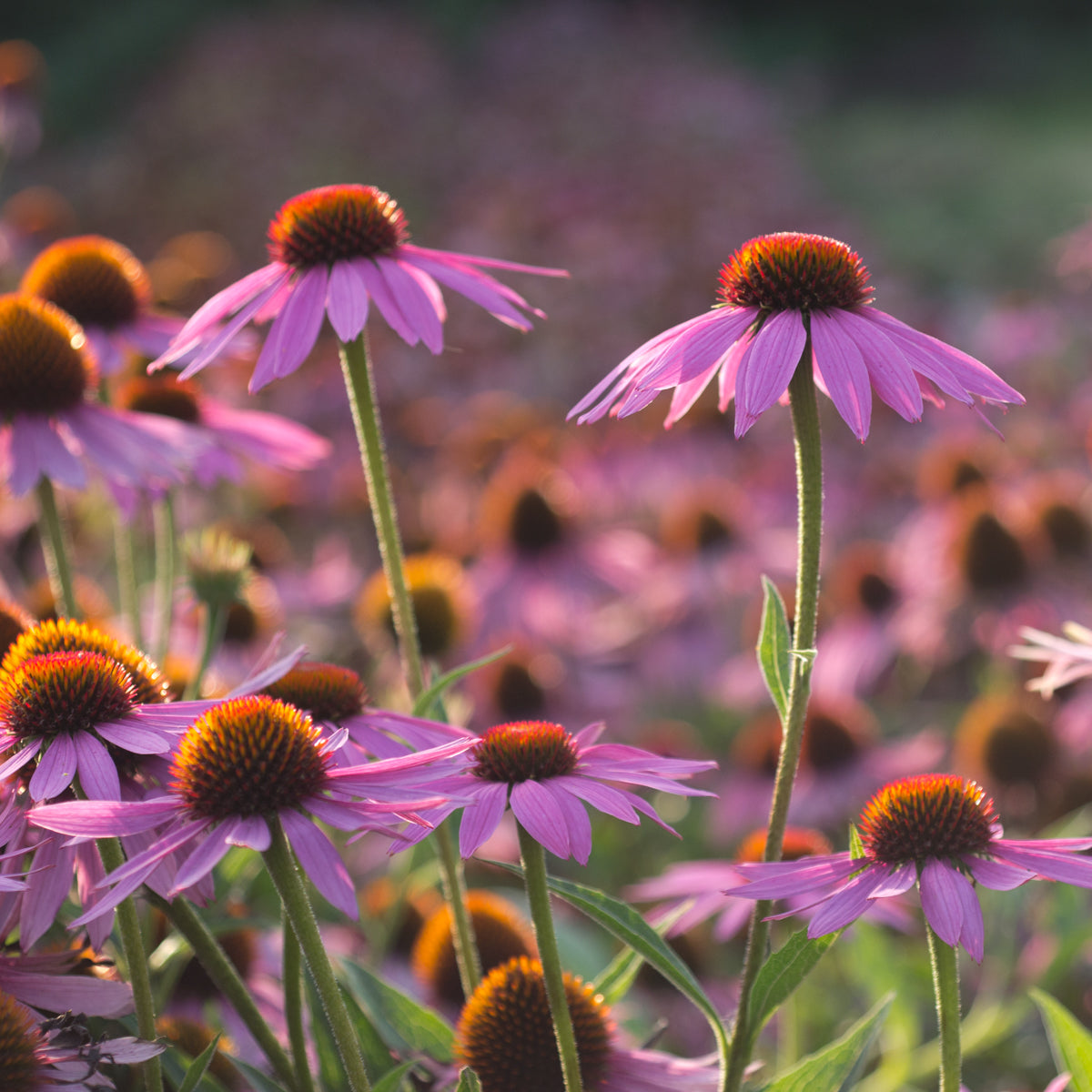 Straight species Echinacea purpurea