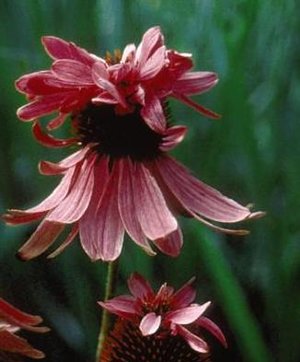 
          
            Why We Plant "True Species" Native Plants, Not Cultivars
          
        