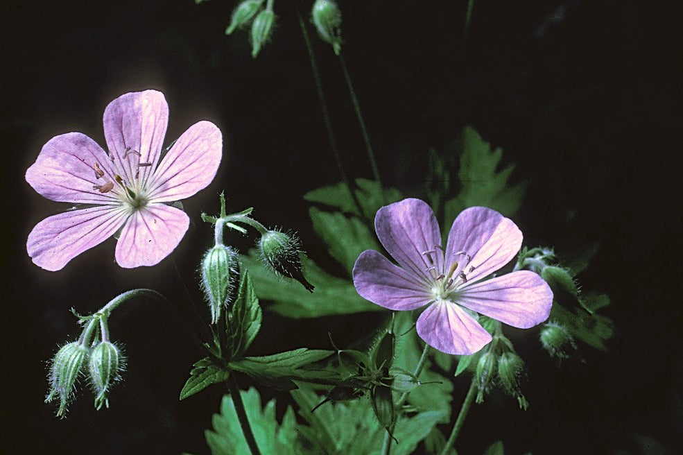 
          
            Wild Geranium—Creeping Seeds and Blue Pollen!
          
        