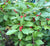 
          
            January Plant Spotlight: Winterberries to Brighten Up your Winter Garden
          
        