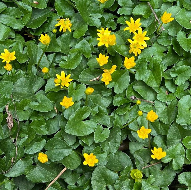 
          
            Better Know an Invasive: Lesser Celandine
          
        