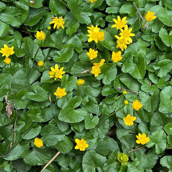 Better Know an Invasive: Lesser Celandine - Red Stem Native Landscapes
