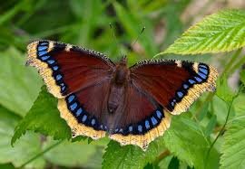 
          
            The amazing hibernating mourning cloak butterfly
          
        