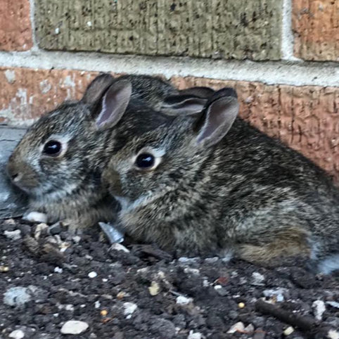 
          
            Rabbits in the Garden
          
        