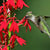 
          
            The Year of the Hummingbird
          
        