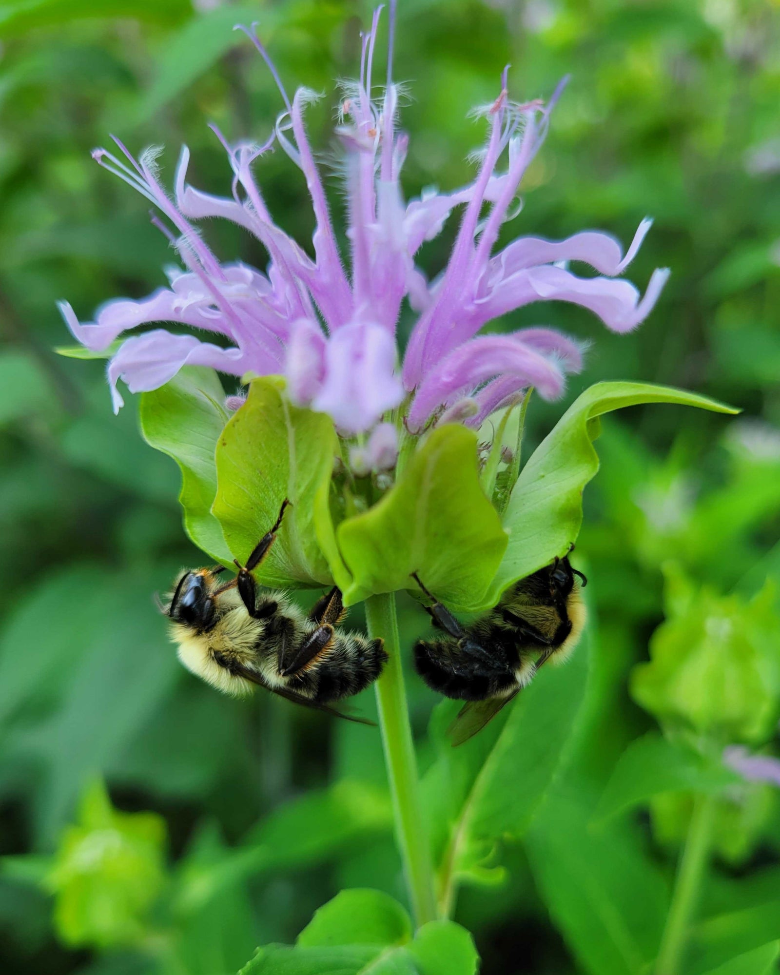 Bee on Monarda fistulosa