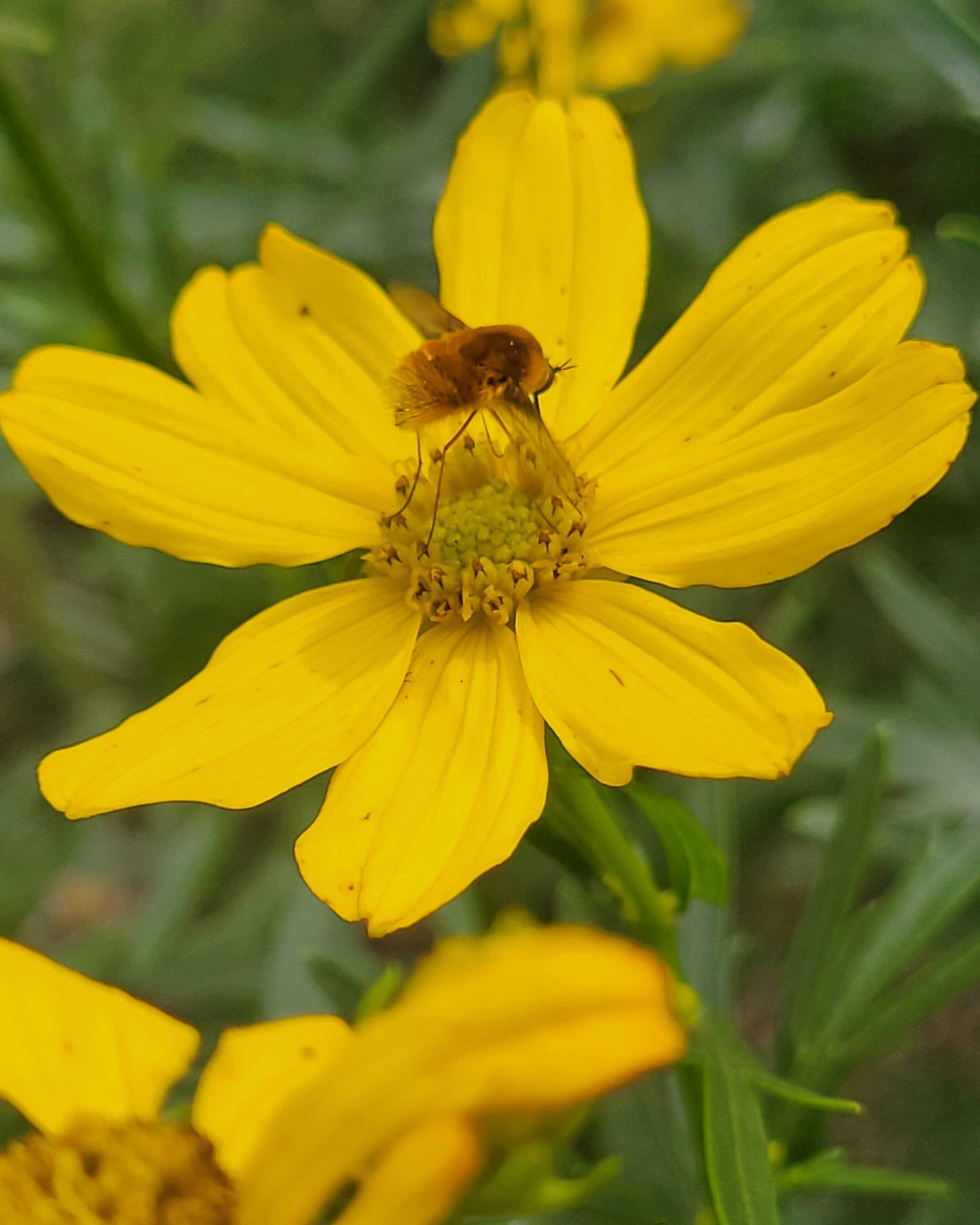 Bee pollinating flower