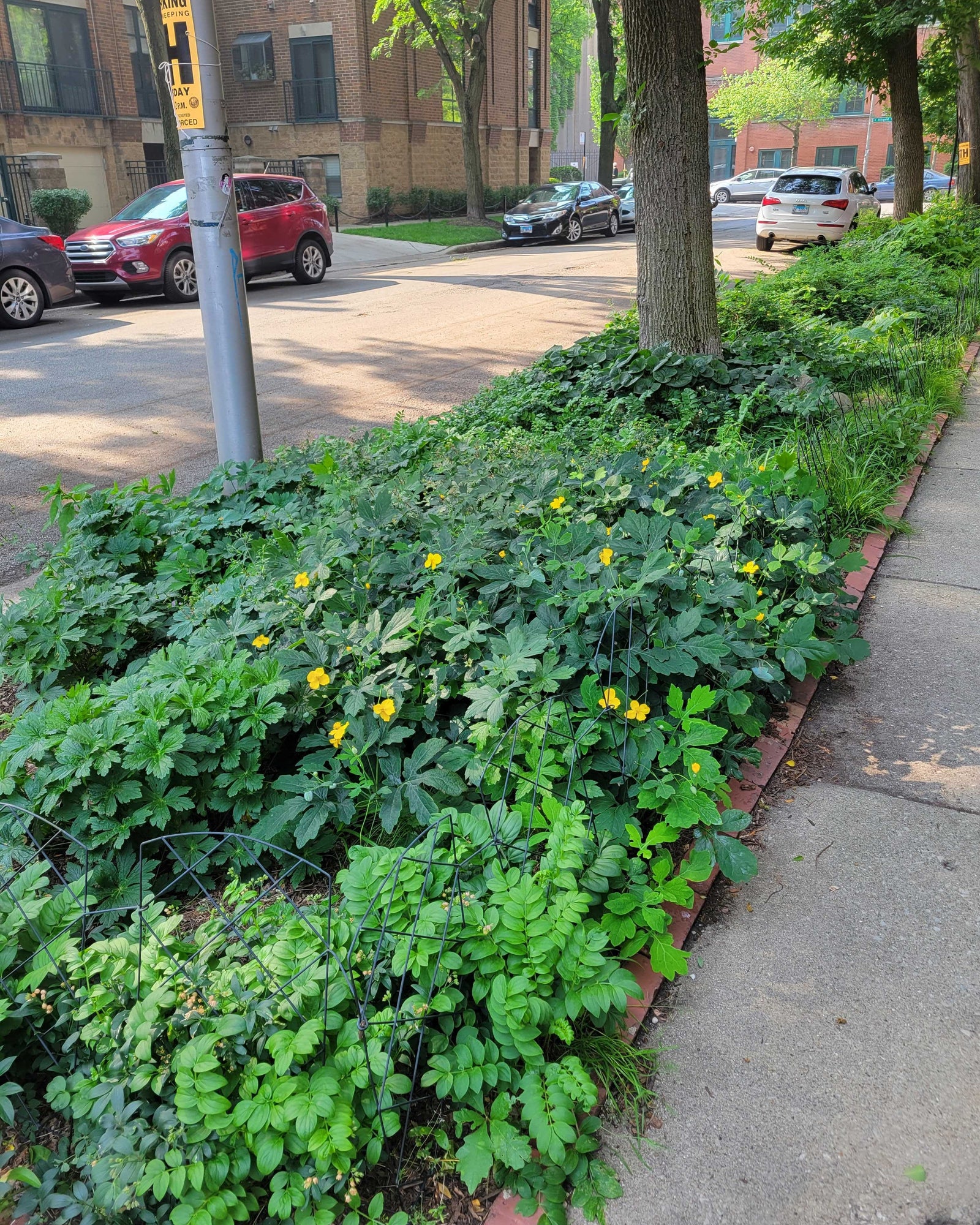 curbside native plants