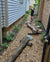 Native play garden