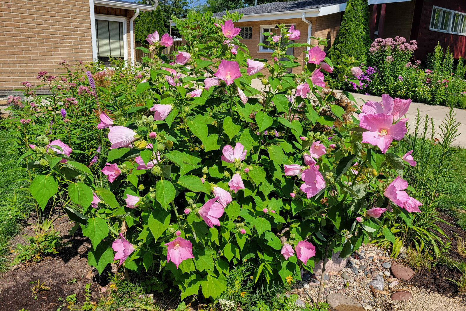Hibiscus mutabilis
