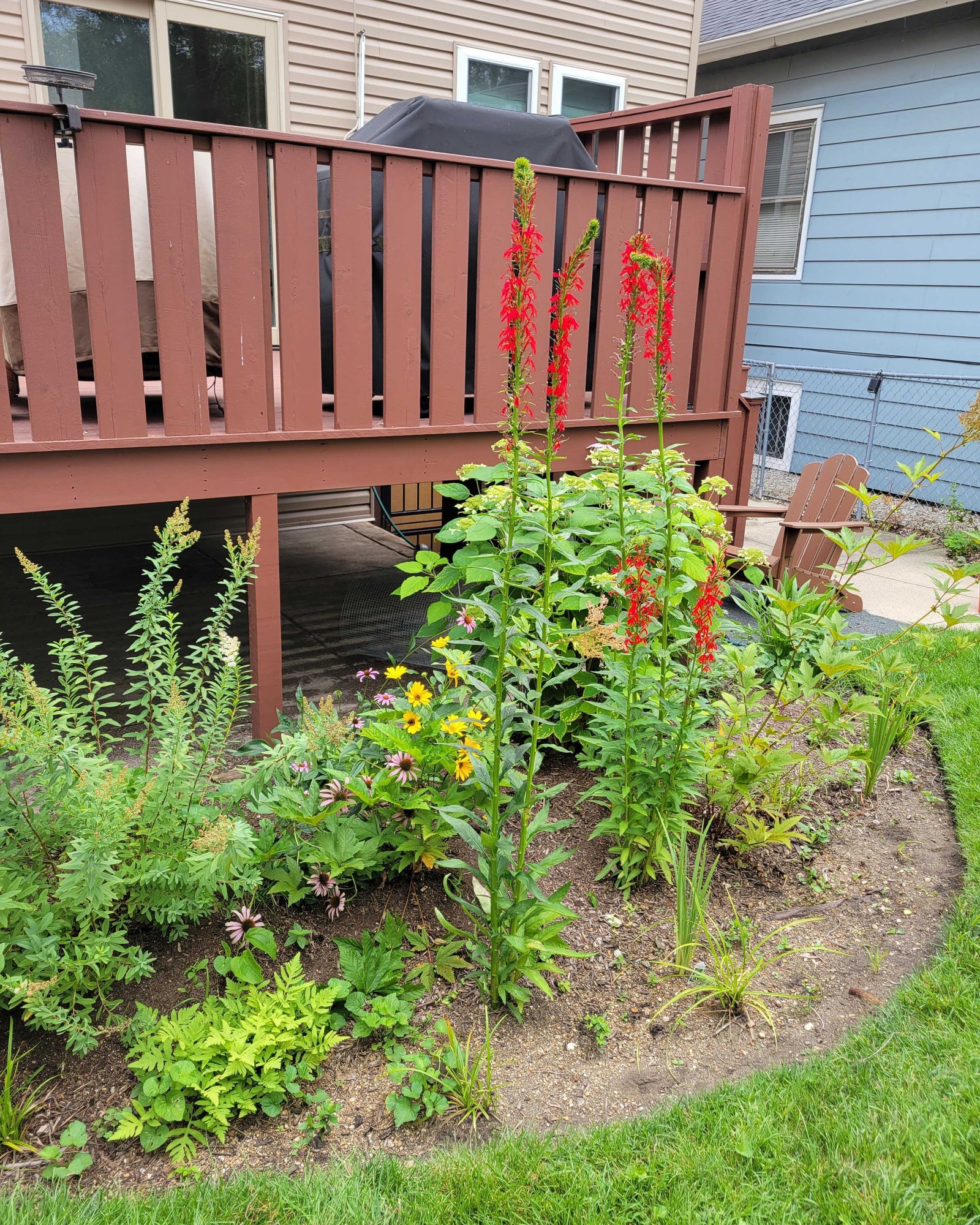 Backyard with native plants