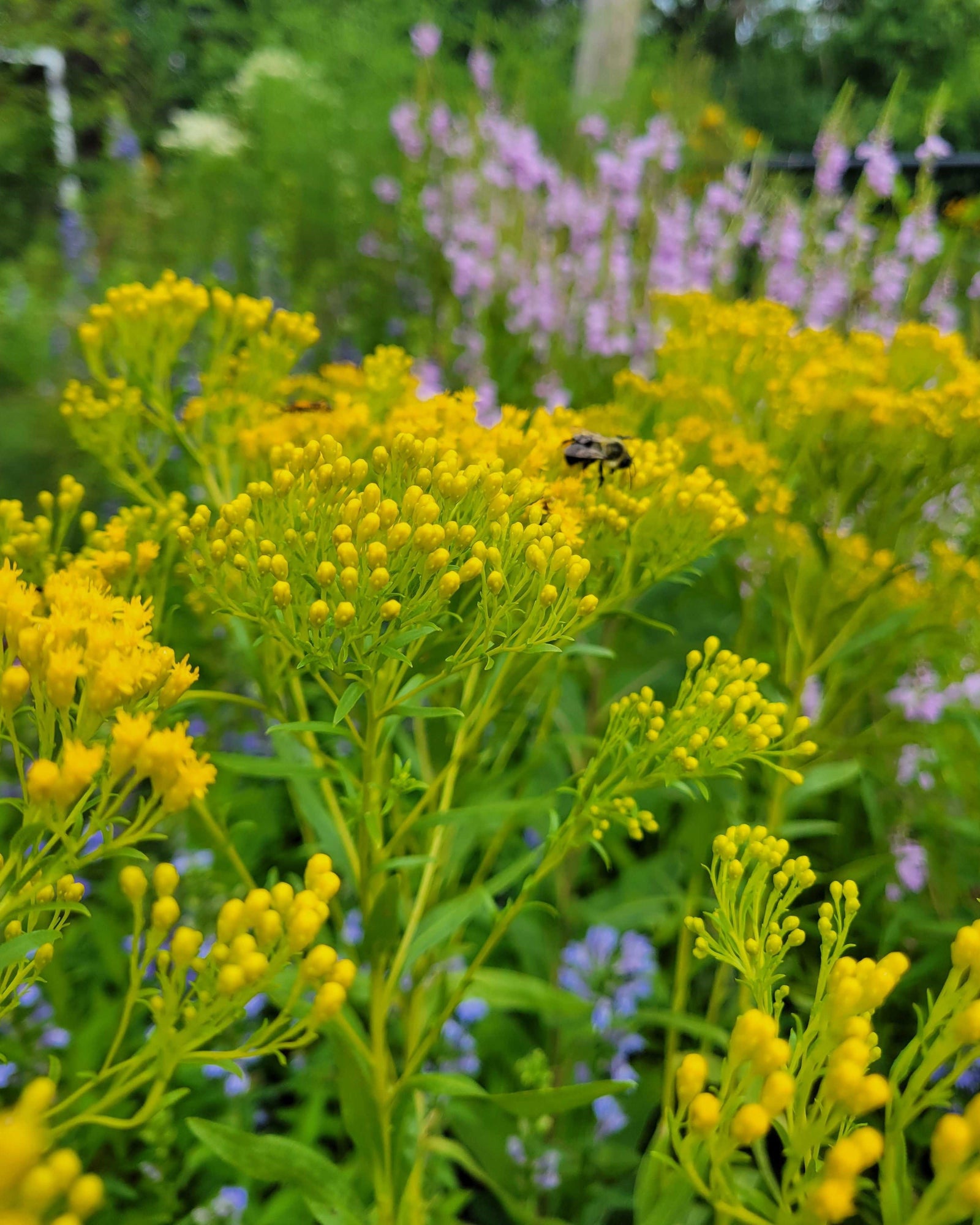 Bee on native plants