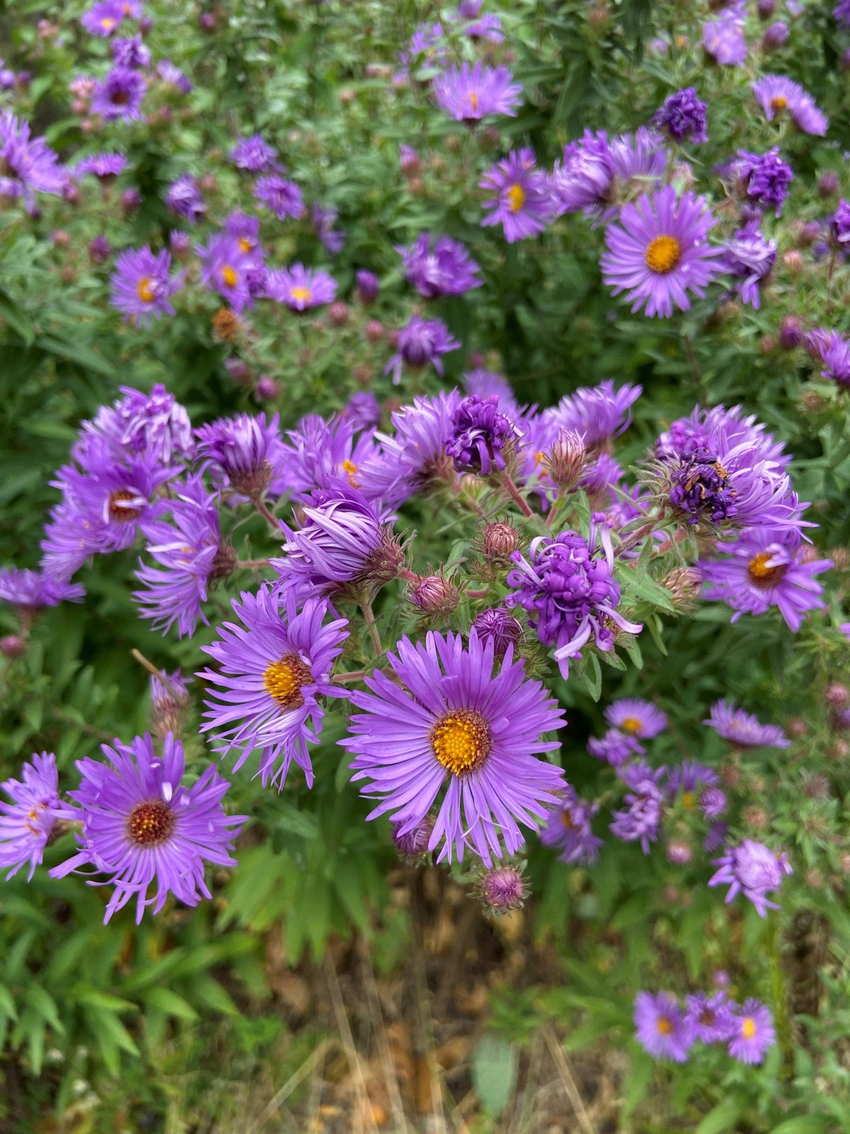Symphyotrichum novae-angliae- New England Aster