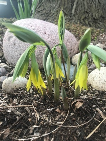 Uvularia grandiflora-Merrybells