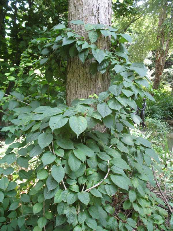 Celastrus scandens- American Bittersweet