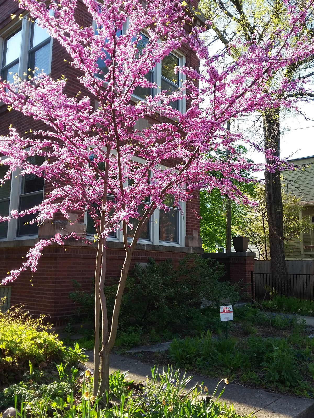 Cercis canadensis- Redbud