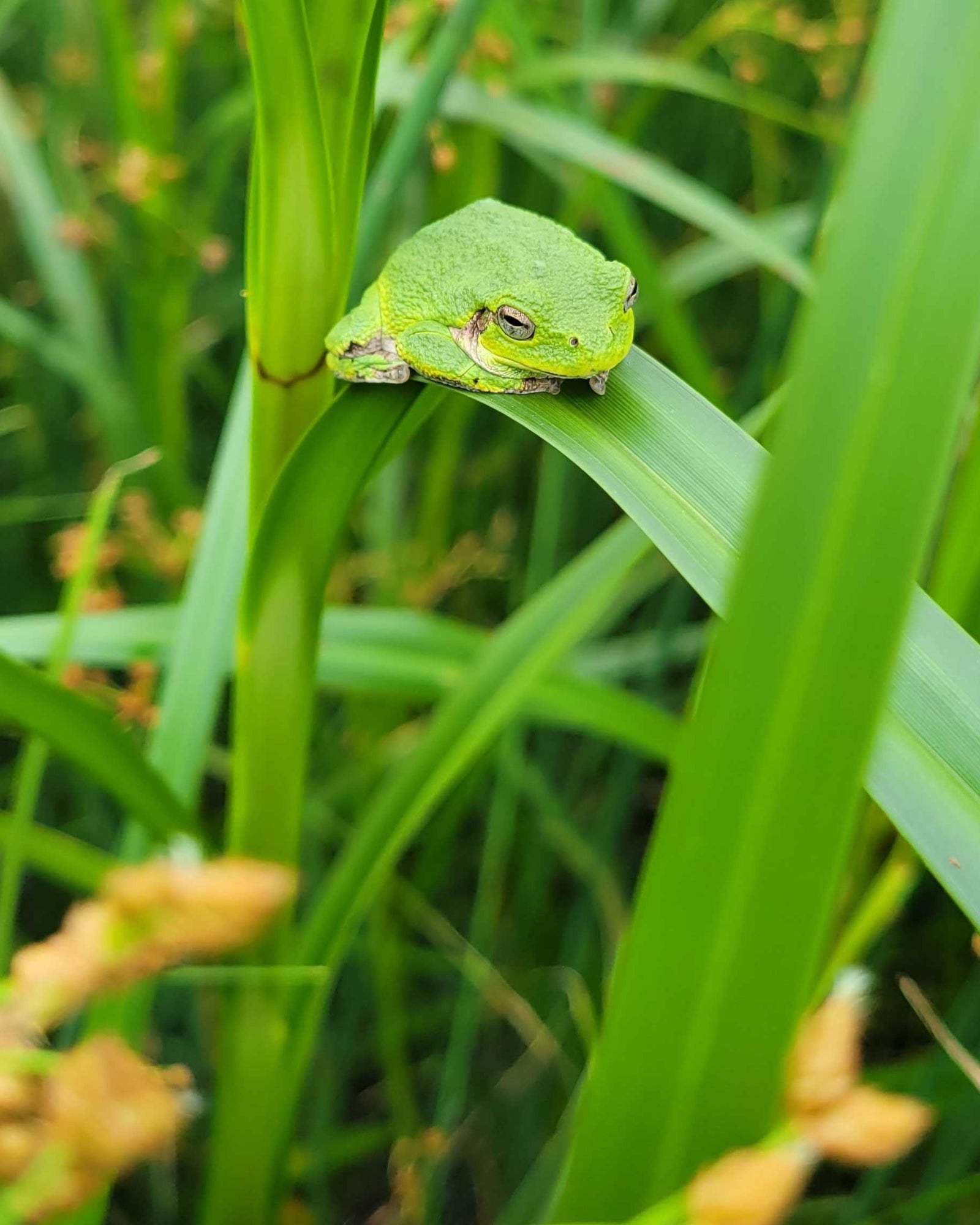 Tree Frog on Native Plant