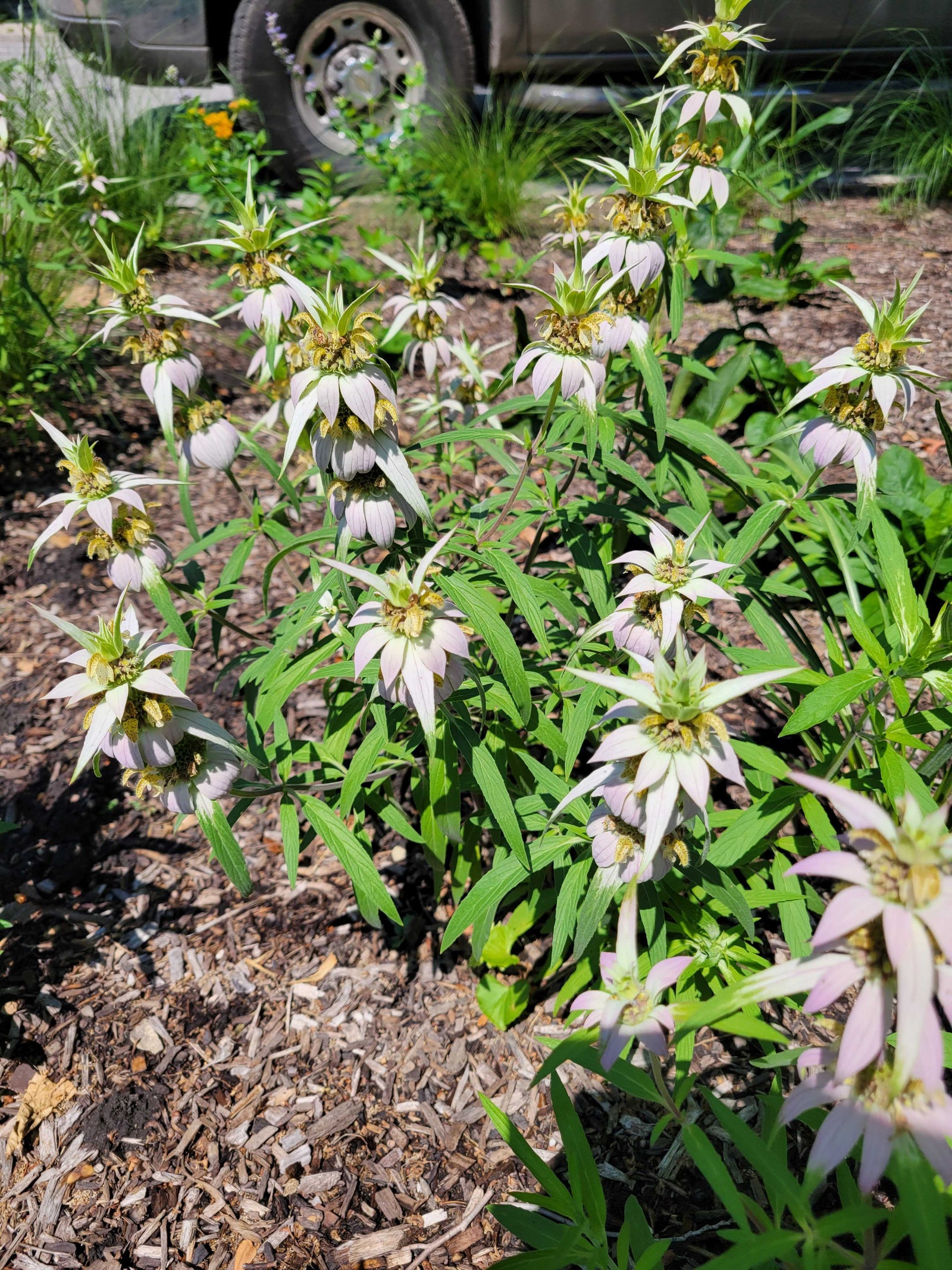 Monarda punctata-Spotted Bee Balm - Red Stem Native Landscapes