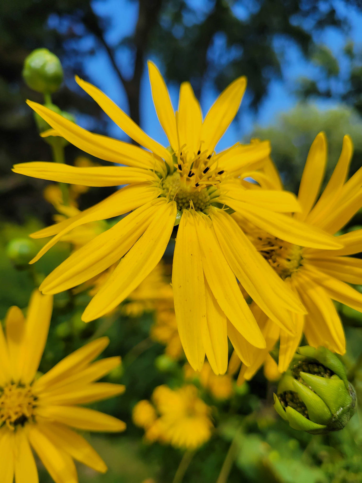 Silphium perfoliatum- Cup Plant