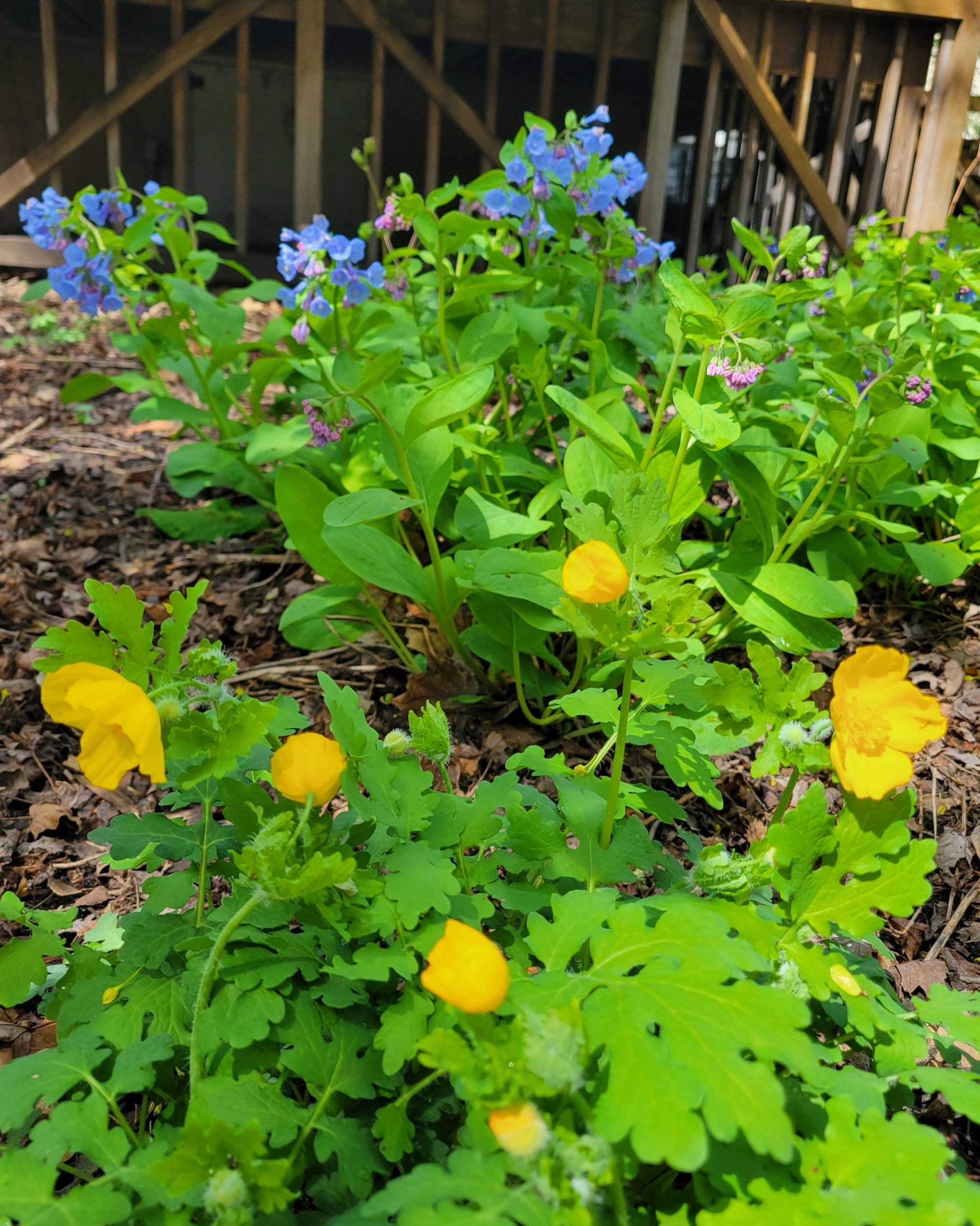 Celandine Poppy and Virginia Bluebells