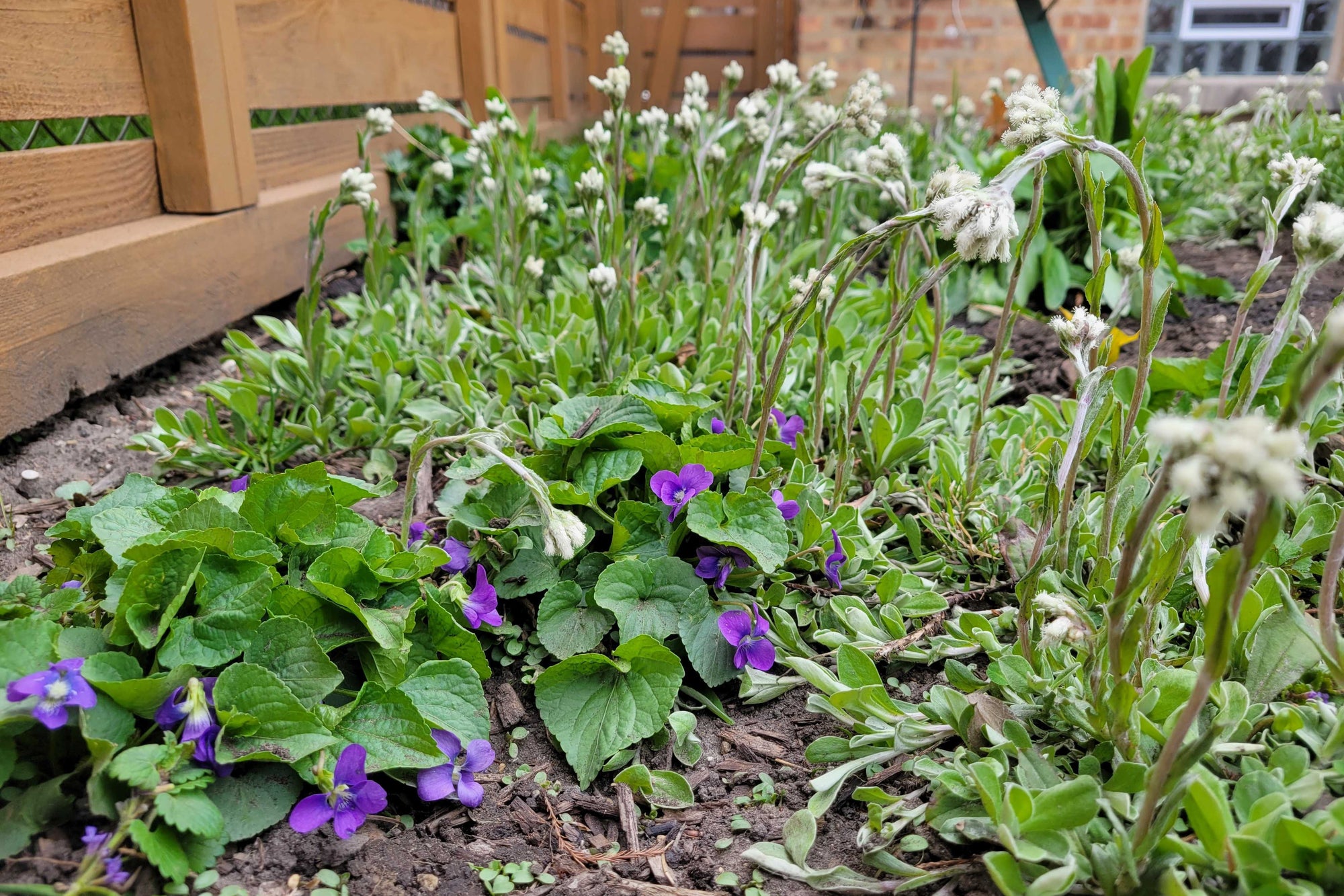viola odorata