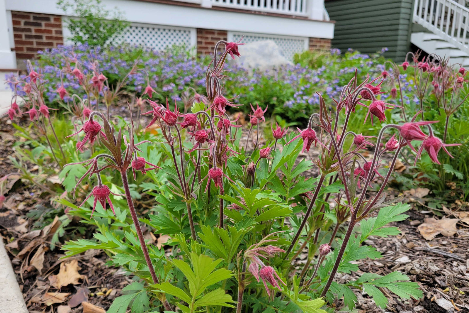 Prairie Smoke Flower