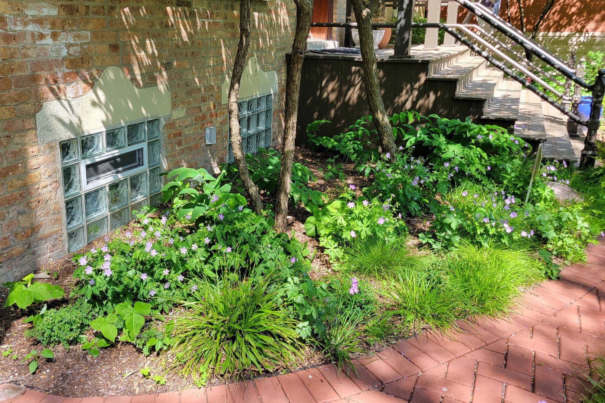 Native Plant Garden