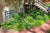 Native Plant Garden