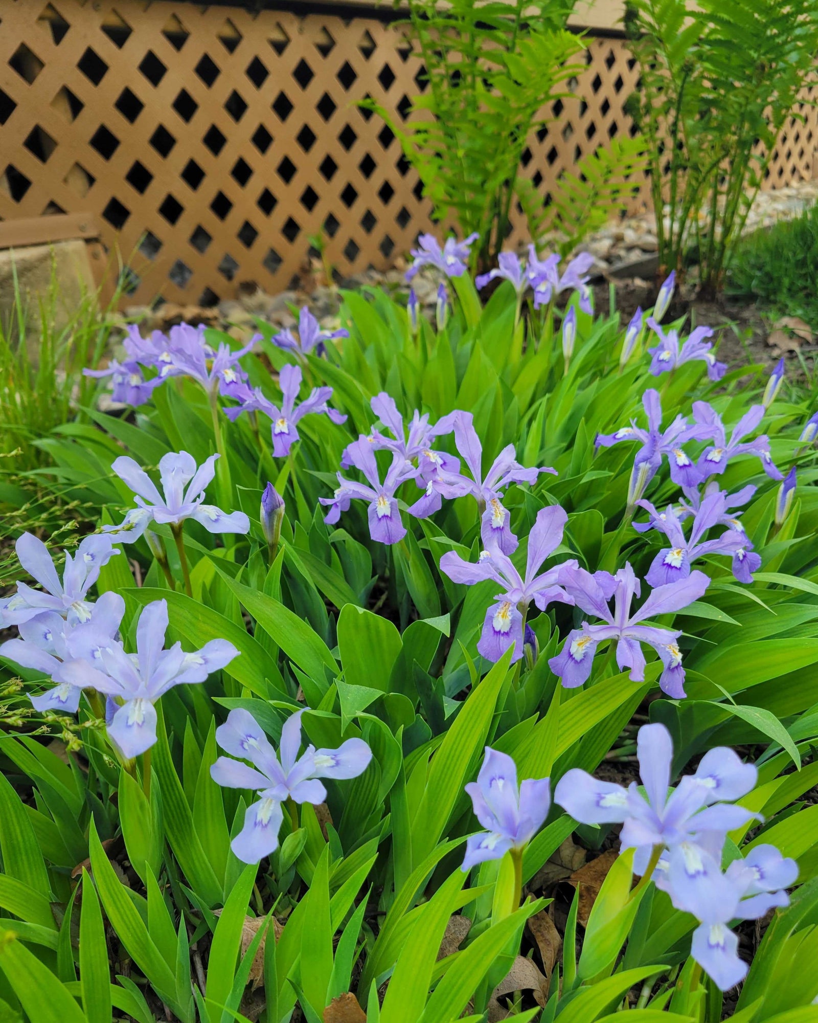 Iris cristata