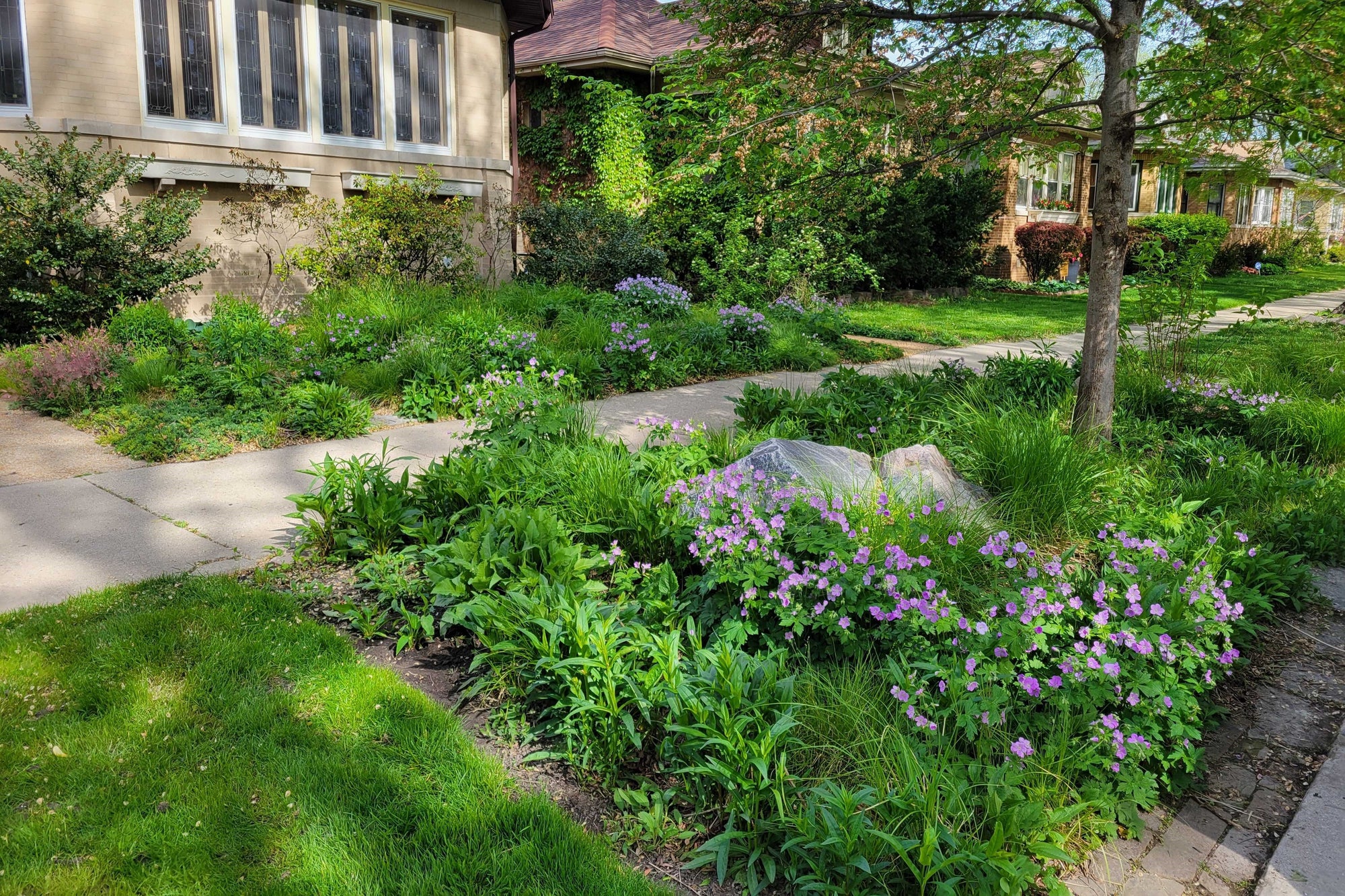 Native Plant Garden